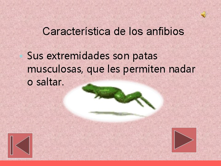 Característica de los anfibios • Sus extremidades son patas musculosas, que les permiten nadar
