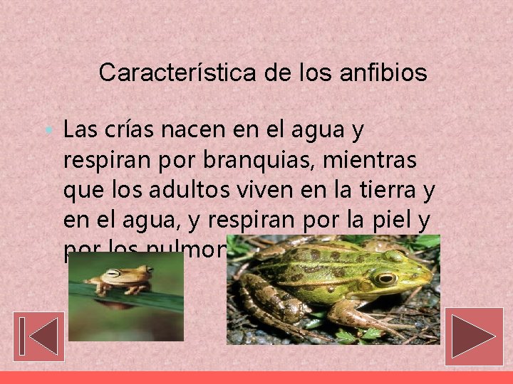 Característica de los anfibios • Las crías nacen en el agua y respiran por