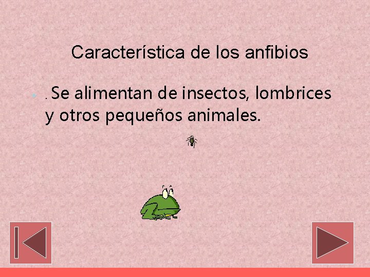 Característica de los anfibios • . Se alimentan de insectos, lombrices y otros pequeños