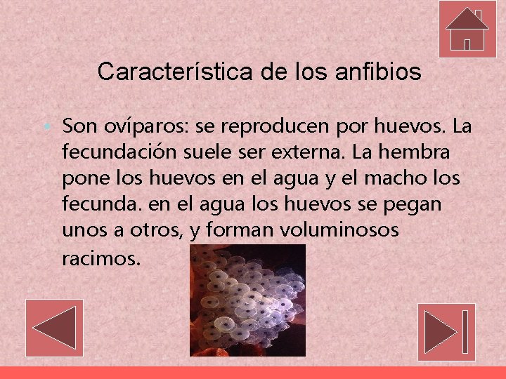 Característica de los anfibios • Son ovíparos: se reproducen por huevos. La fecundación suele