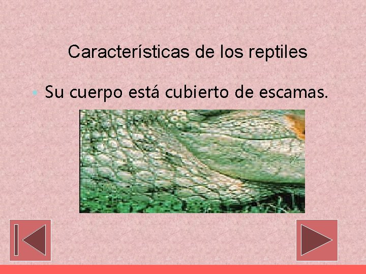Características de los reptiles • Su cuerpo está cubierto de escamas. 