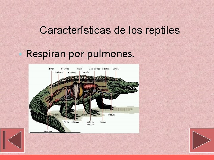 Características de los reptiles • Respiran por pulmones. 