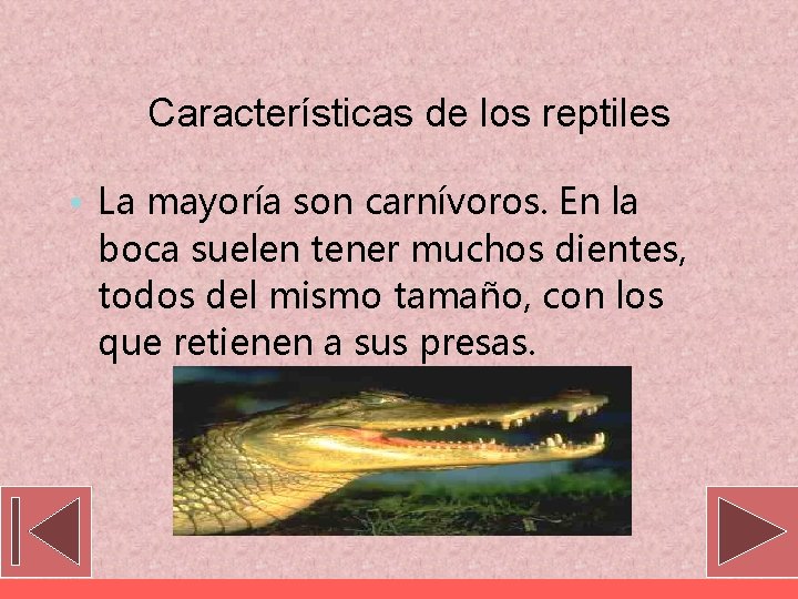 Características de los reptiles • La mayoría son carnívoros. En la boca suelen tener