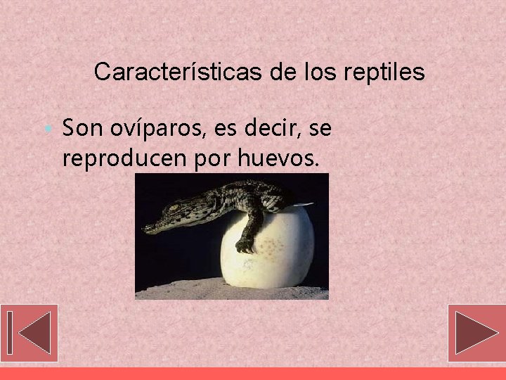 Características de los reptiles • Son ovíparos, es decir, se reproducen por huevos. 