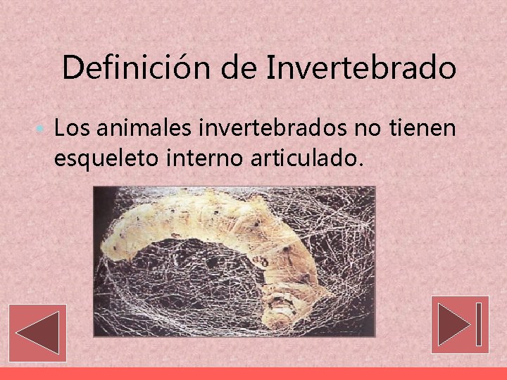 Definición de Invertebrado • Los animales invertebrados no tienen esqueleto interno articulado. 