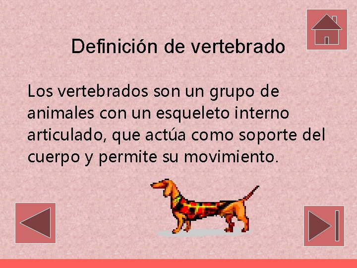 Definición de vertebrado Los vertebrados son un grupo de animales con un esqueleto interno