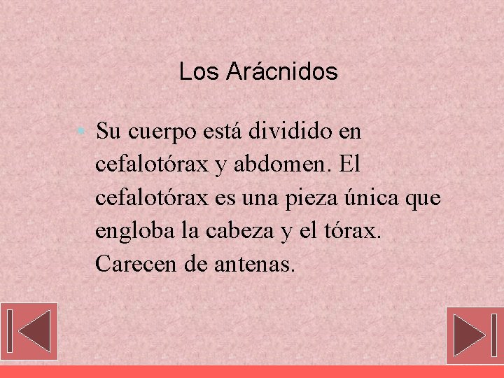 Los Arácnidos • Su cuerpo está dividido en cefalotórax y abdomen. El cefalotórax es