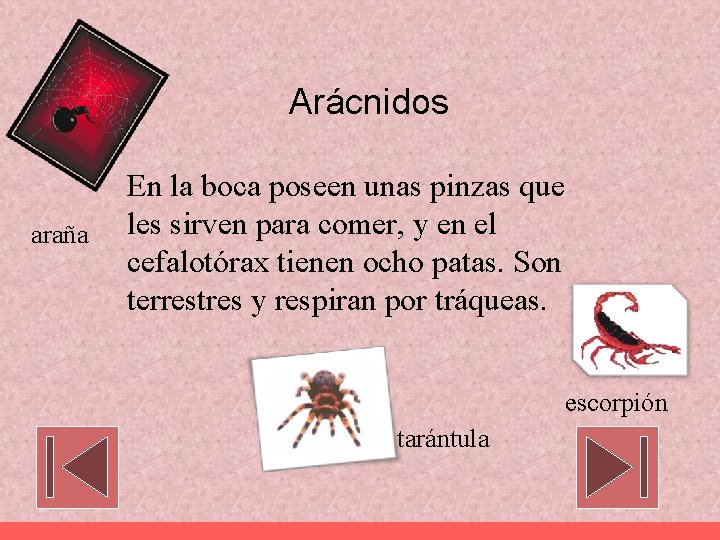 Arácnidos araña En la boca poseen unas pinzas que les sirven para comer, y