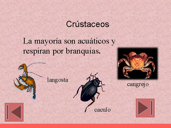 Crústaceos La mayoría son acuáticos y respiran por branquias. langosta cangrejo caculo 