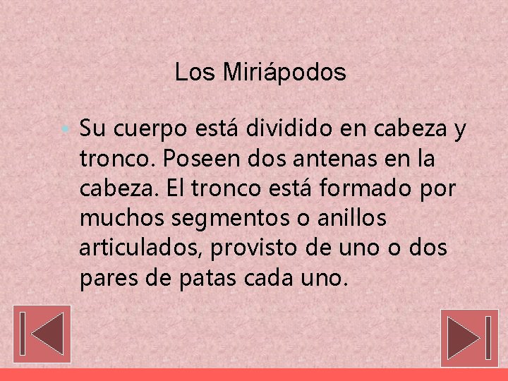 Los Miriápodos • Su cuerpo está dividido en cabeza y tronco. Poseen dos antenas