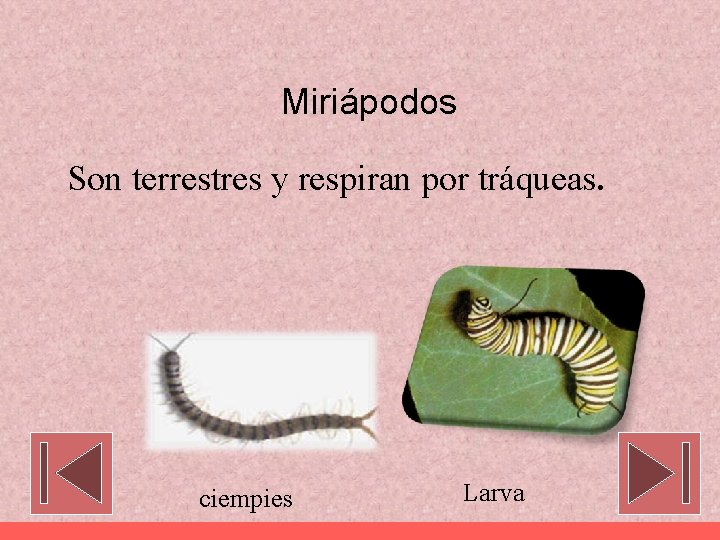 Miriápodos Son terrestres y respiran por tráqueas. ciempies Larva 