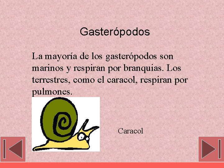 Gasterópodos La mayoría de los gasterópodos son marinos y respiran por branquias. Los terrestres,