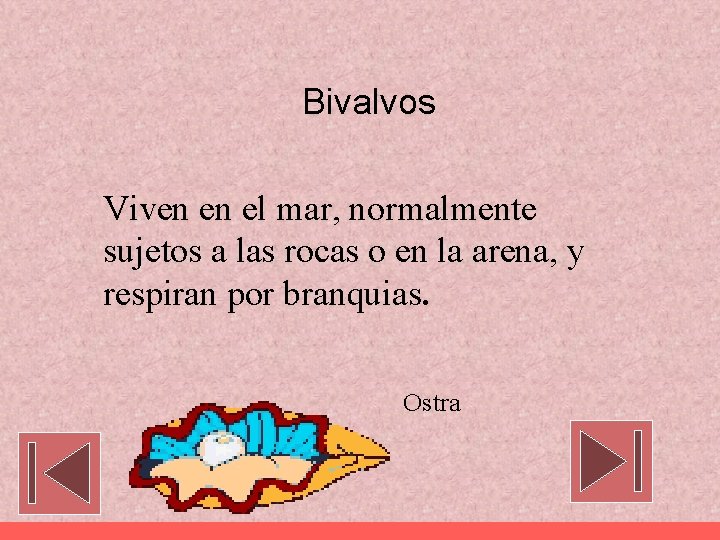 Bivalvos Viven en el mar, normalmente sujetos a las rocas o en la arena,