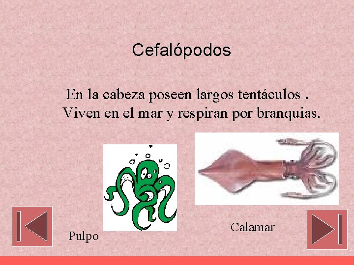 Cefalópodos En la cabeza poseen largos tentáculos. Viven en el mar y respiran por