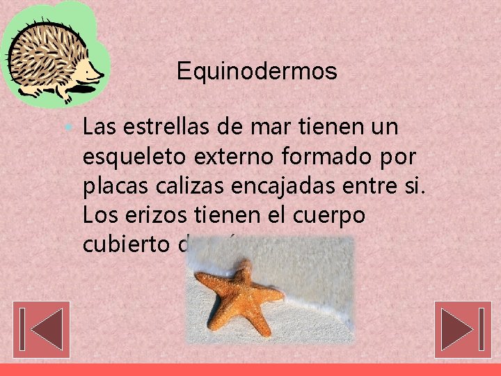 Equinodermos • Las estrellas de mar tienen un esqueleto externo formado por placas calizas