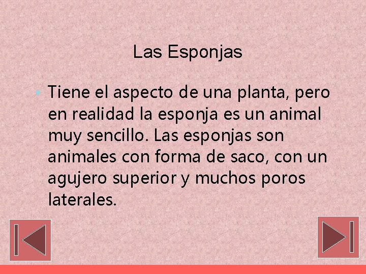 Las Esponjas • Tiene el aspecto de una planta, pero en realidad la esponja