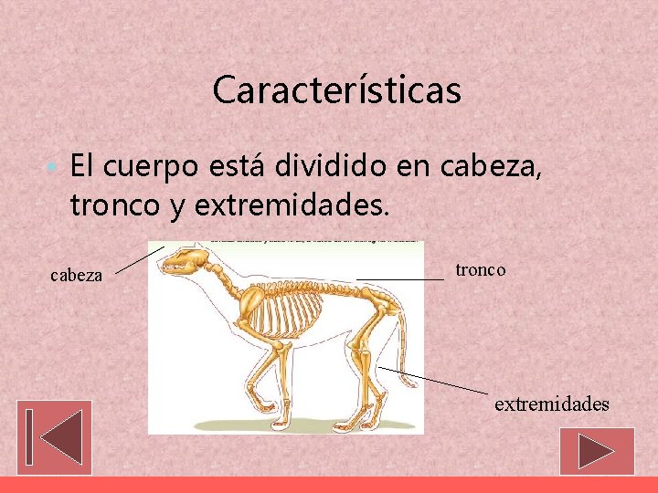 Características • El cuerpo está dividido en cabeza, tronco y extremidades. cabeza tronco extremidades