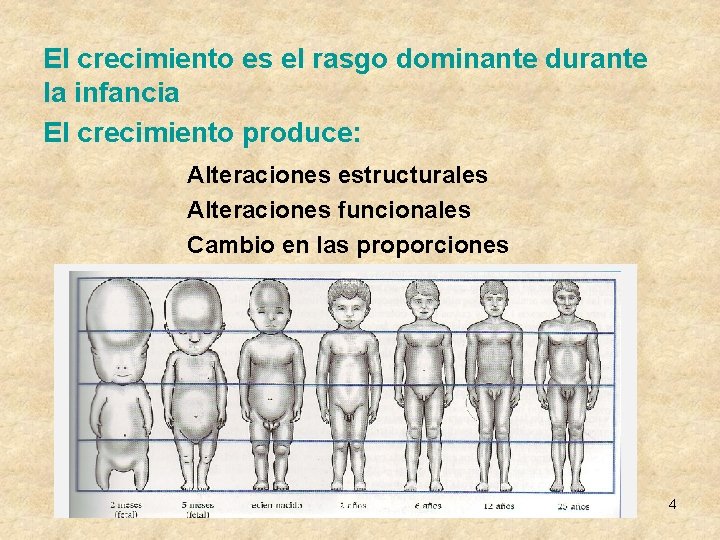 El crecimiento es el rasgo dominante durante la infancia El crecimiento produce: Alteraciones estructurales