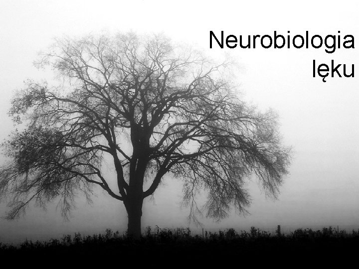Neurobiologia lęku 