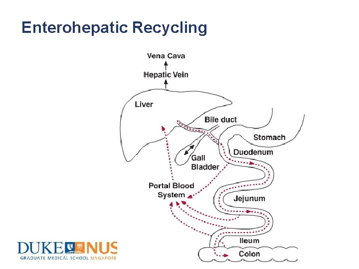 Enterohepatic Recycling 