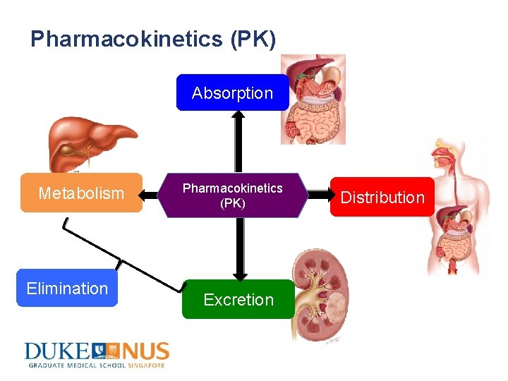 Pharmacokinetics (PK) Absorption Metabolism Elimination Pharmacokinetics (PK) Excretion Distribution 