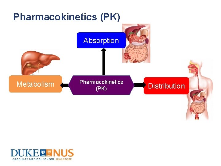 Pharmacokinetics (PK) Absorption Metabolism Pharmacokinetics (PK) Distribution 