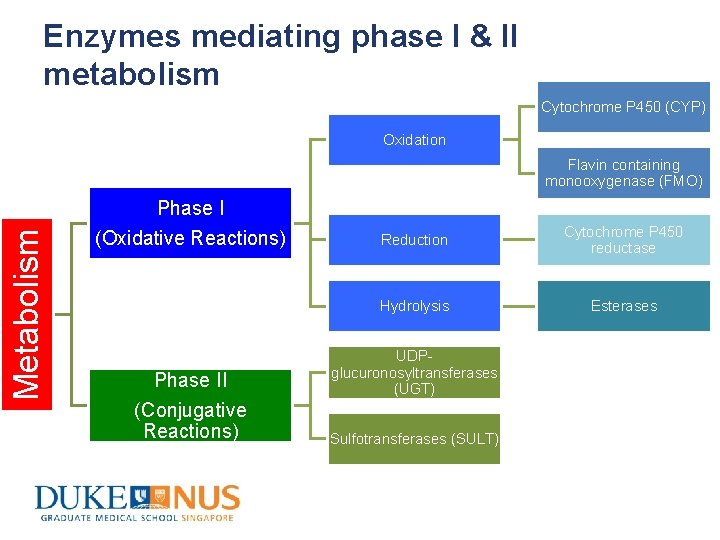 Enzymes mediating phase I & II metabolism Cytochrome P 450 (CYP) Oxidation Metabolism Flavin