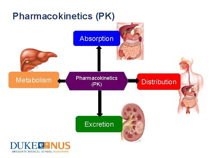 Pharmacokinetics (PK) Absorption Metabolism Pharmacokinetics (PK) Excretion Distribution 