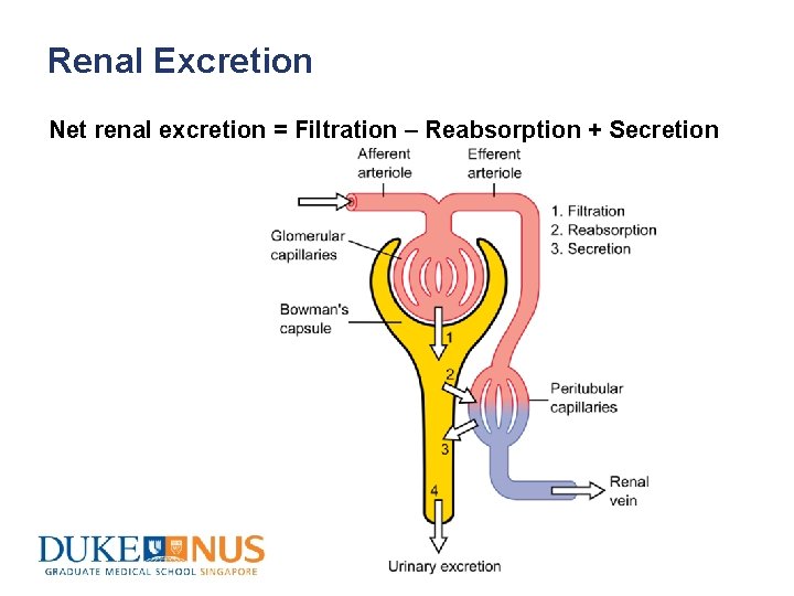 Renal Excretion Net renal excretion = Filtration – Reabsorption + Secretion 