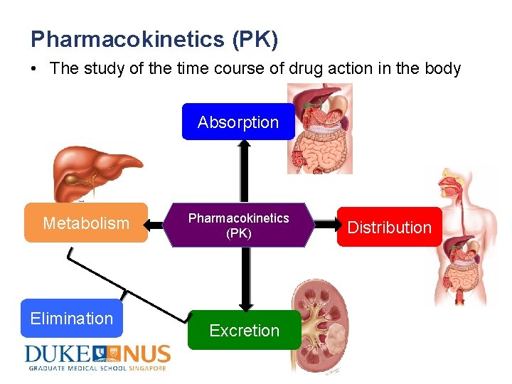 Pharmacokinetics (PK) • The study of the time course of drug action in the