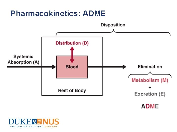 Pharmacokinetics: ADME 