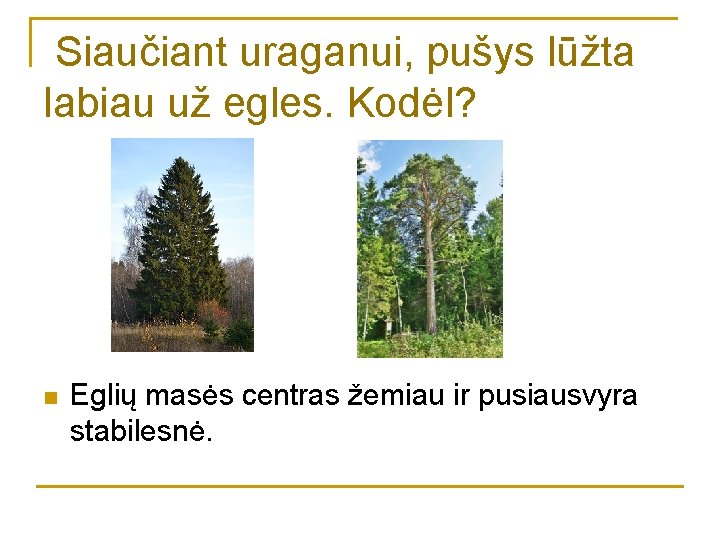 Siaučiant uraganui, pušys lūžta labiau už egles. Kodėl? n Eglių masės centras žemiau ir