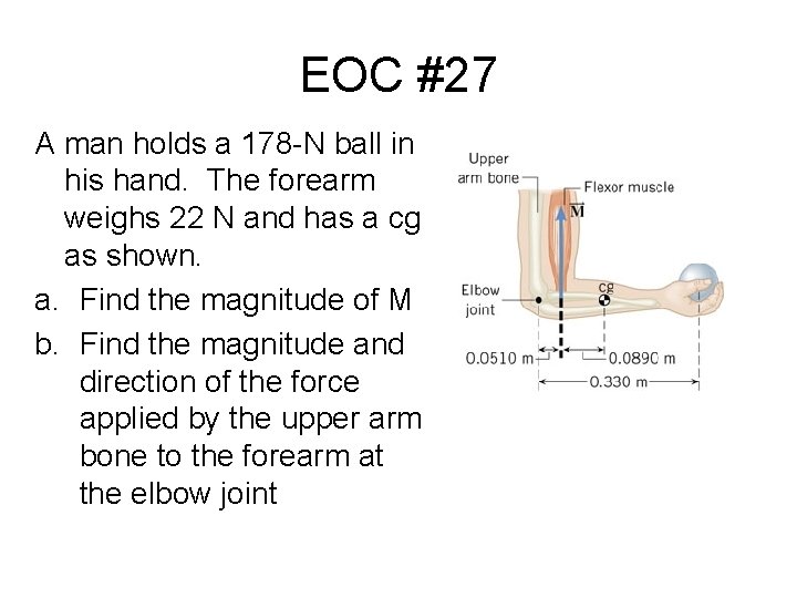 EOC #27 A man holds a 178 -N ball in his hand. The forearm