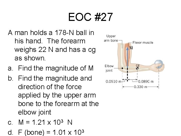 EOC #27 A man holds a 178 -N ball in his hand. The forearm