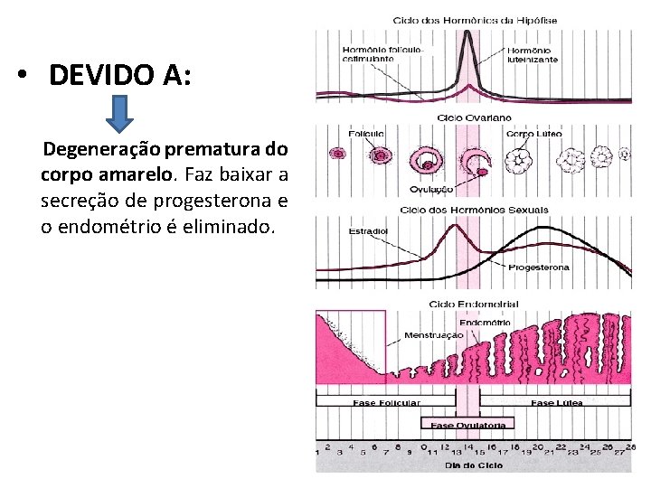  • DEVIDO A: Degeneração prematura do corpo amarelo. Faz baixar a secreção de