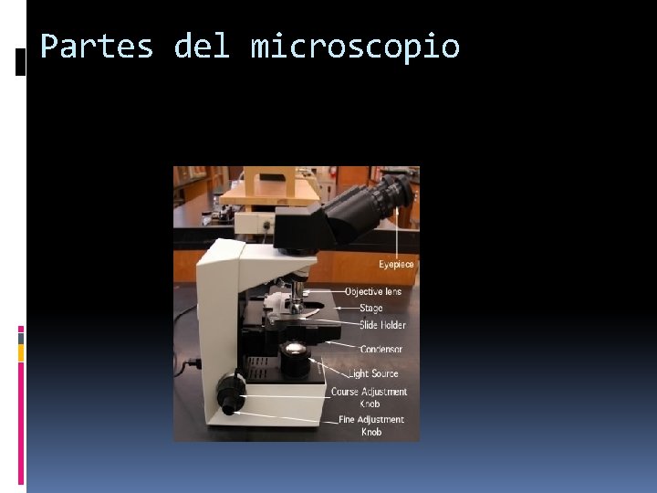 Partes del microscopio 