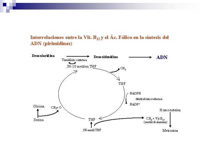 Interrelaciones entre la Vit. B 12 y el Ác. Fólico en la síntesis del