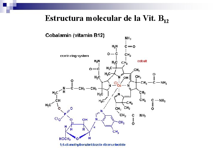 Estructura molecular de la Vit. B 12 