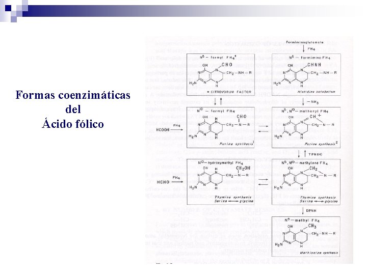 Formas coenzimáticas del Ácido fólico 