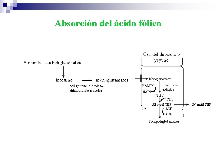 Absorción del ácido fólico Alimentos Cél. del duodeno o yeyuno Poliglutamatos intestino monoglutamatos Monoglutamatos