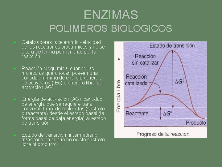 ENZIMAS POLIMEROS BIOLOGICOS l Catalizadores; aceleran la velocidad de las reacciones bioquímicas y no