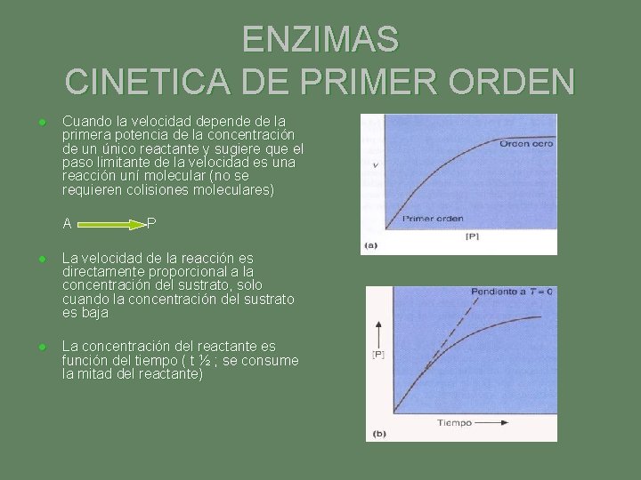 ENZIMAS CINETICA DE PRIMER ORDEN l Cuando la velocidad depende de la primera potencia