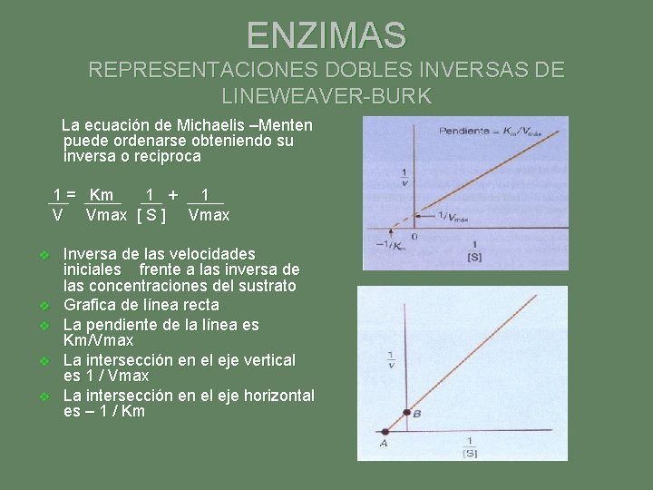 ENZIMAS REPRESENTACIONES DOBLES INVERSAS DE LINEWEAVER-BURK La ecuación de Michaelis –Menten puede ordenarse obteniendo