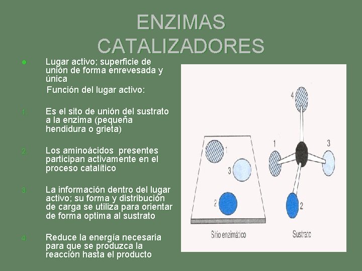 ENZIMAS CATALIZADORES l Lugar activo; superficie de unión de forma enrevesada y única Función