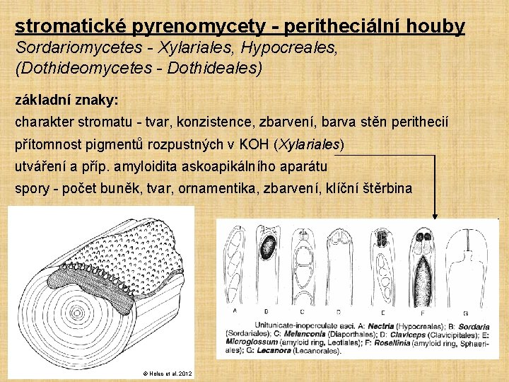 stromatické pyrenomycety - peritheciální houby Sordariomycetes - Xylariales, Hypocreales, (Dothideomycetes - Dothideales) základní znaky: