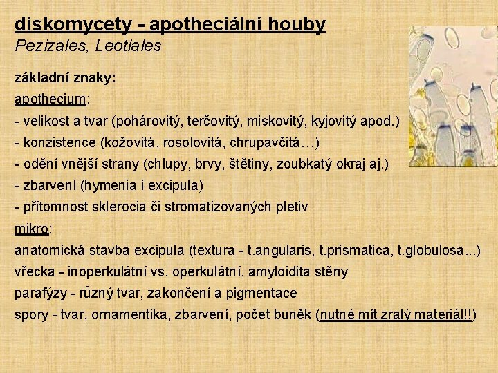 diskomycety - apotheciální houby Pezizales, Leotiales základní znaky: apothecium: - velikost a tvar (pohárovitý,