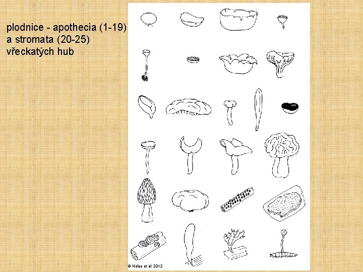 plodnice - apothecia (1 -19) a stromata (20 -25) vřeckatých hub © Holec et