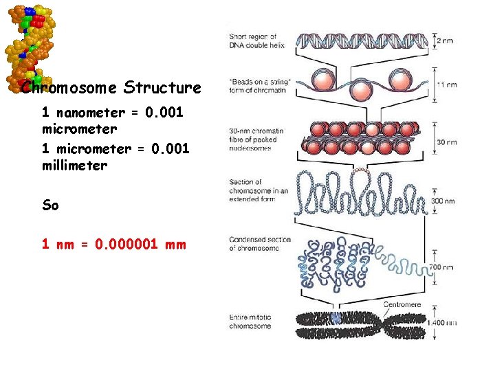 Chromosome Structure 1 nanometer = 0. 001 micrometer = 0. 001 millimeter So 1