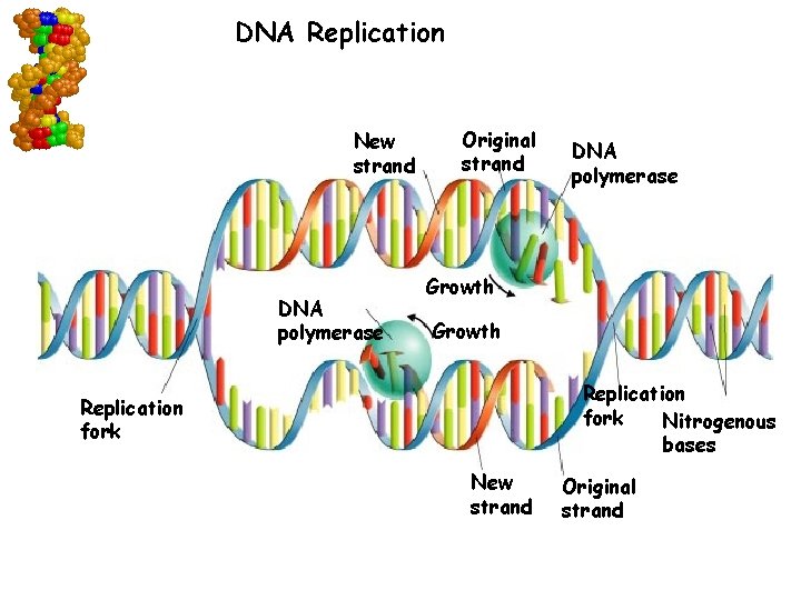 DNA Replication New strand DNA polymerase Original strand Growth Replication fork Nitrogenous bases Replication