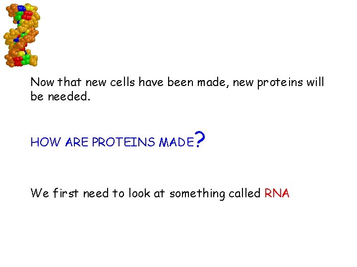 Now that new cells have been made, new proteins will be needed. HOW ARE